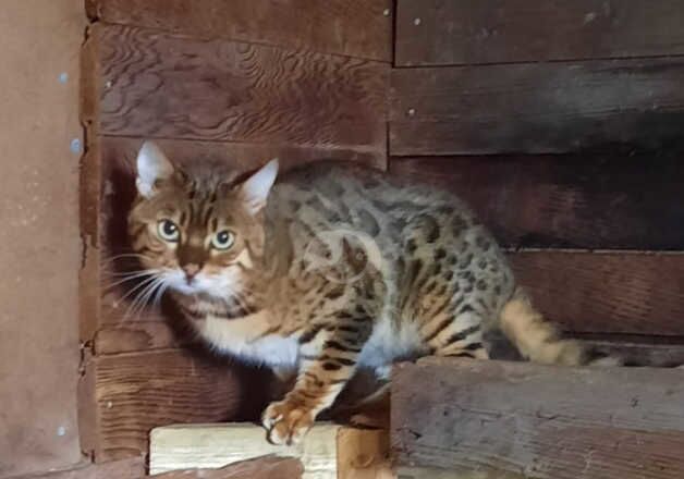 Bengal Kittens for sale in West Midlands