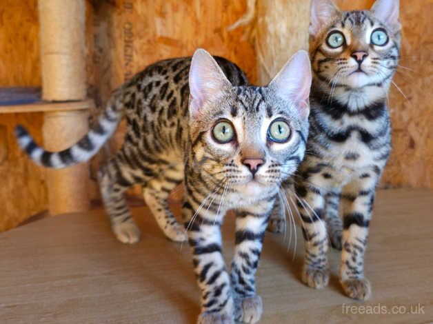 Exceptional Bengal Kittens Available for sale in Llandeilo, Carmarthenshire - Image 1