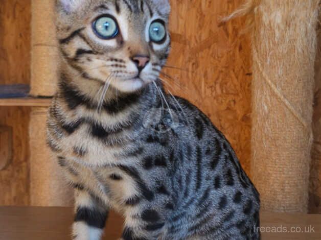 Bengals for sale in Llandeilo, Carmarthenshire