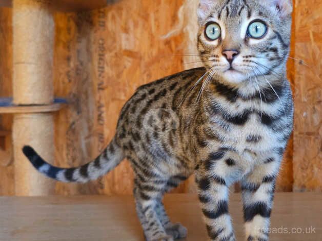 Exceptional Bengal Kittens Available for sale in Llandeilo, Carmarthenshire - Image 3