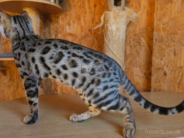 Exceptional Bengal Kittens Available for sale in Llandeilo, Carmarthenshire - Image 5