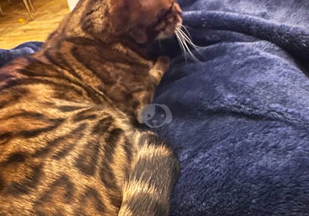 Female neutered Bengal for sale in Croydon, Croydon, Greater London