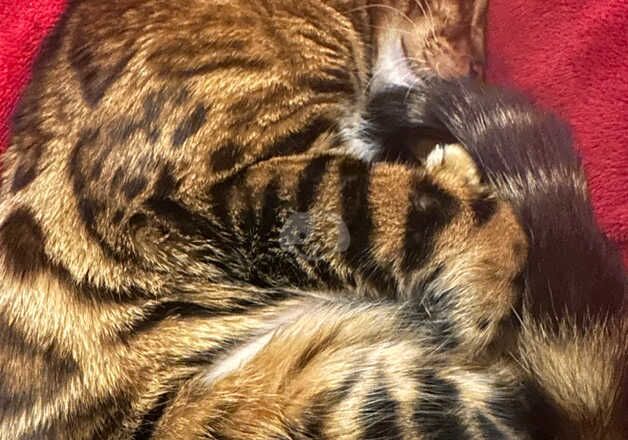 Bengal Kittens for sale in Greater London