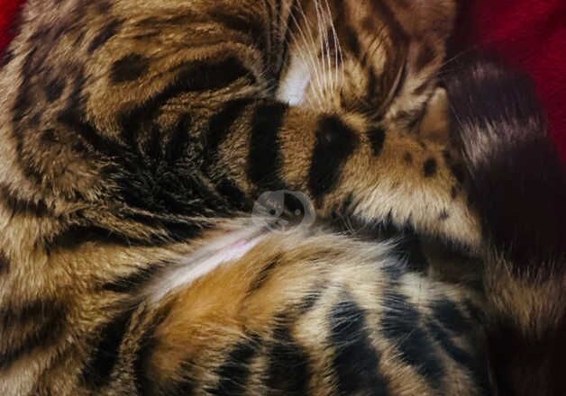 Bengal Kittens for sale