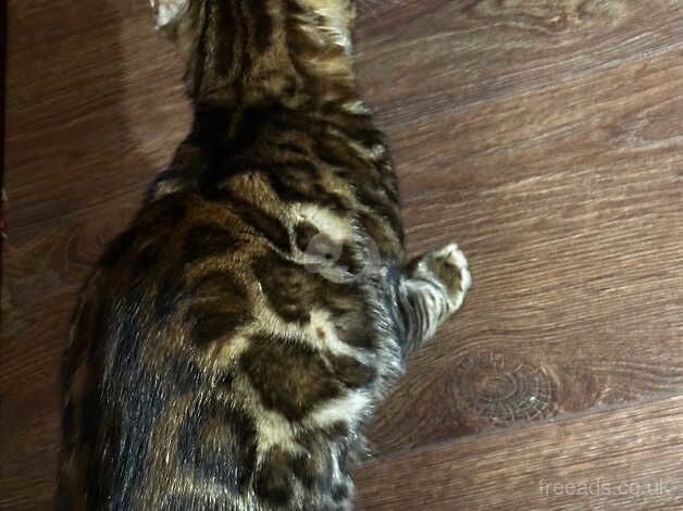 Female pure bengal cat for sale in Dewsbury, West Yorkshire - Image 1