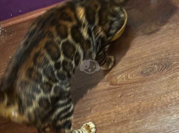 Female pure bengal cat for sale in Dewsbury, West Yorkshire - Image 2