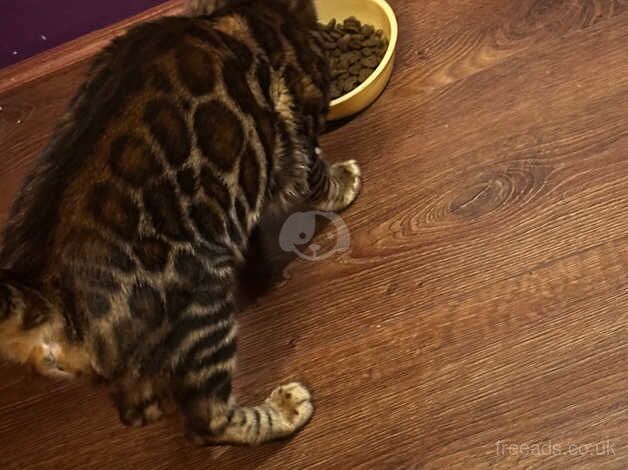 Female pure bengal cat for sale in Dewsbury, West Yorkshire - Image 3