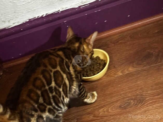 Female pure bengal cat for sale in Dewsbury, West Yorkshire - Image 4