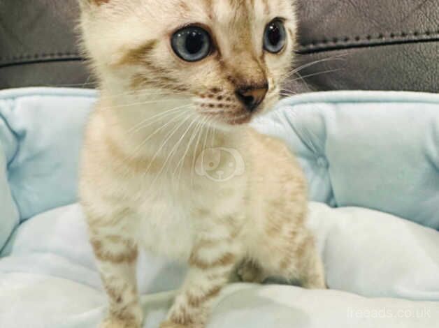 Female snow bengal for sale in Solihull, West Midlands