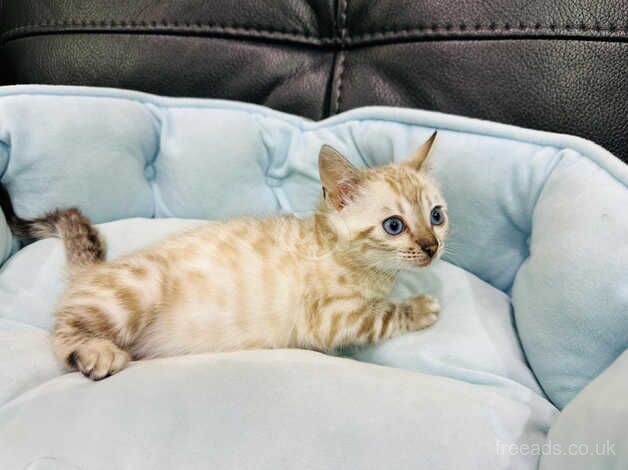 Female snow bengal for sale in Solihull, West Midlands - Image 2