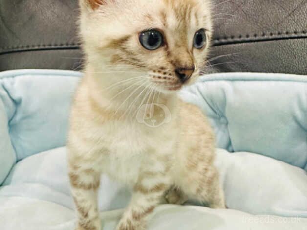 Female snow bengal for sale in Solihull, West Midlands - Image 3