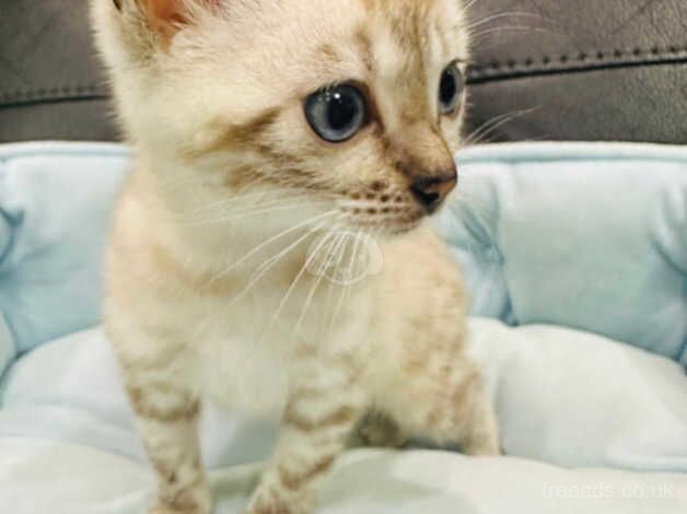 Female snow bengal for sale in Solihull, West Midlands - Image 4