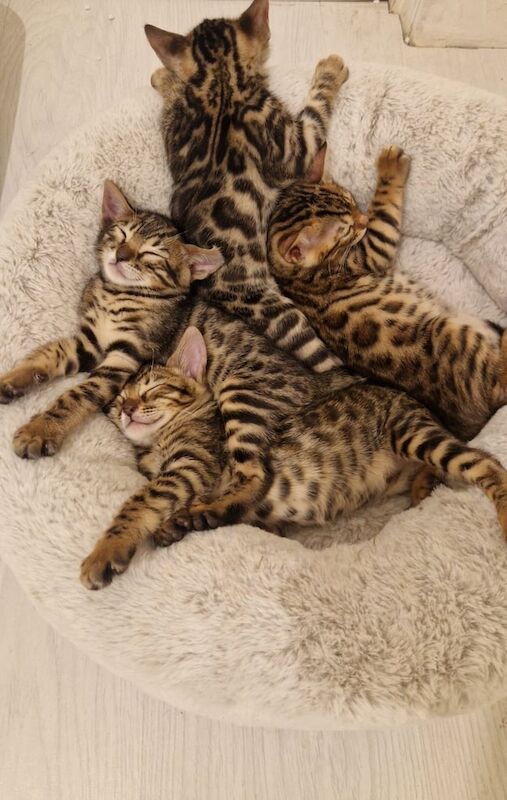 ✨️Full Bengal kittens✨️ for sale in Cambridge, Cambridgeshire