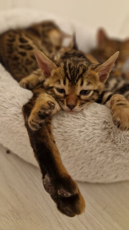 ✨️Full Bengal kittens✨️ for sale in Cambridge, Cambridgeshire - Image 2