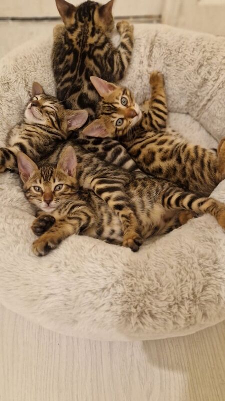 ✨️Full Bengal kittens✨️ for sale in Cambridge, Cambridgeshire - Image 3