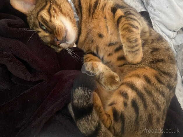 Girl bengal cat for sale in Cardiff/Caerdydd, Cardiff - Image 1