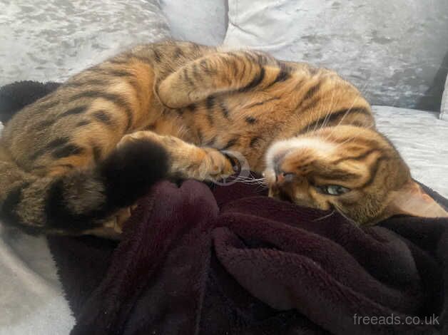 Bengals for sale in Cardiff/Caerdydd, Cardiff