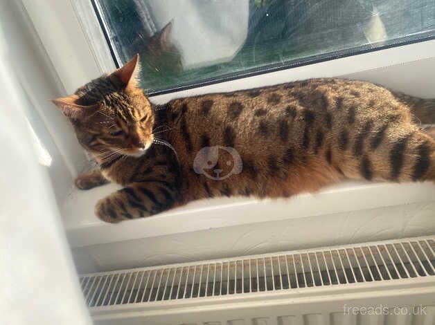 Girl bengal cat for sale in Cardiff/Caerdydd, Cardiff - Image 3