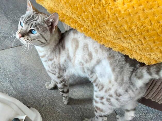 Gorgeous neutered female snow lynx bengal for sale in Hereford, Herefordshire