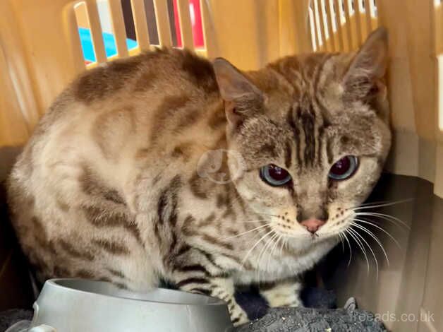 Gorgeous neutered female snow lynx bengal for sale in Hereford, Herefordshire - Image 4