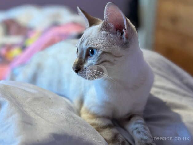 gorgeous snow lynx bengal girl for sale in Poole, Dorset