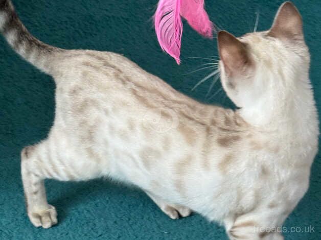 gorgeous snow lynx bengal girl for sale in Poole, Dorset - Image 2