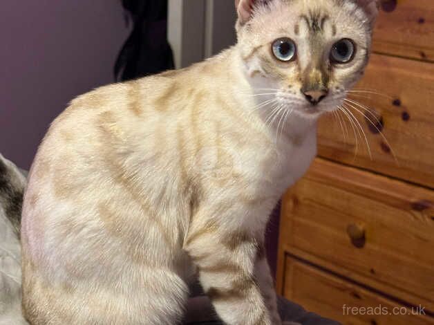 gorgeous snow lynx bengal girl for sale in Poole, Dorset - Image 4