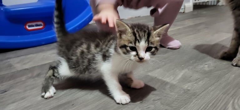 Kiten taby cross bengal. Boy. Ready now :) for sale in Bristol