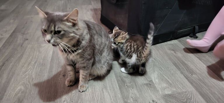 Kiten taby cross bengal. Boy. Ready now :) for sale in Bristol - Image 3