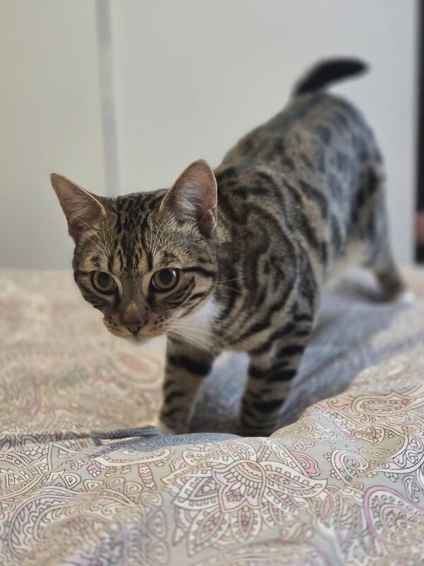 Kitten Half Bengal half British Short-hair for sale in East Ham, Greater London