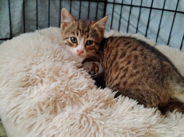 Kittens beautiful babys for sale in Chorley, Lancashire - Image 2