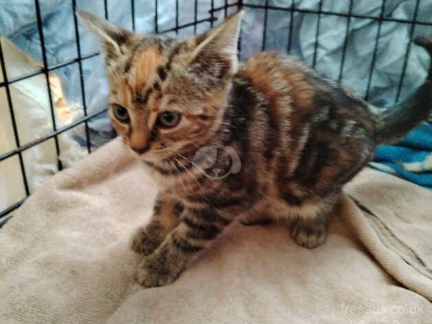 Kittens beautiful babys for sale in Chorley, Lancashire - Image 3