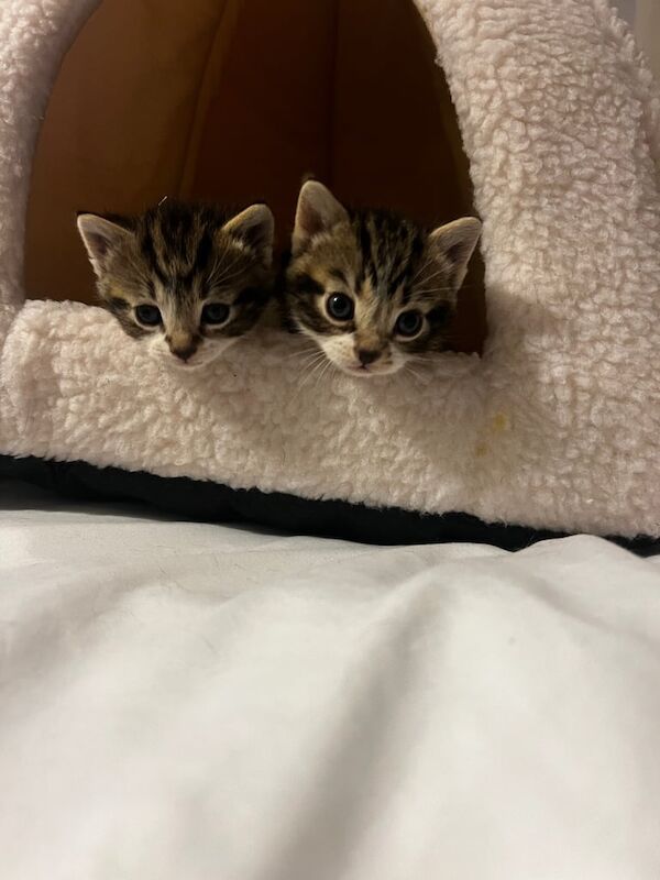 Kittens for sale in Fulham, Hammersmith & Fulham, Greater London