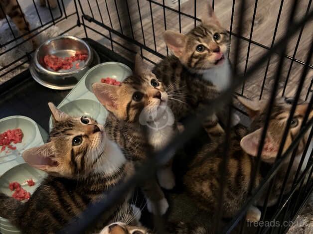 Kittens for sale in Birmingham, West Midlands - Image 4