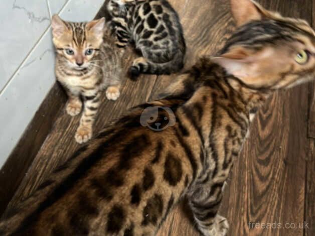 Kittens for sale in London, City of London, Greater London