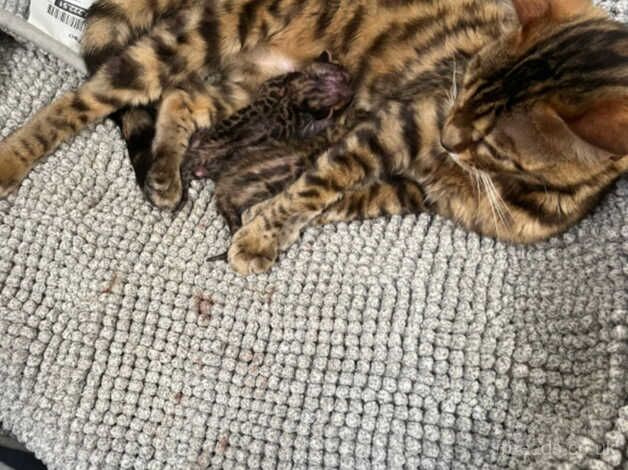 Bengals for sale in London, City of London, Greater London