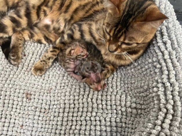 Bengal Kittens for sale in Greater London