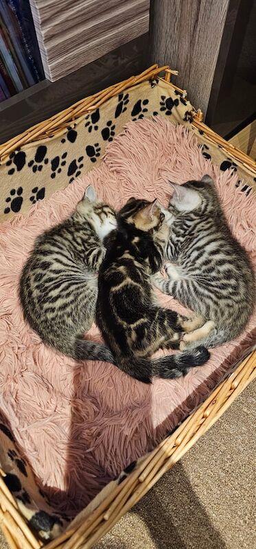 Kittens mix bengal for sale in Leicester, Leicestershire