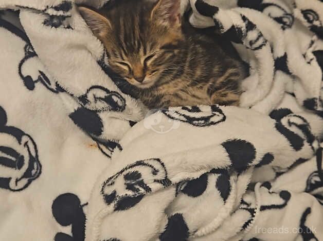 Last bengal kitten looking for forever home for sale in Exmouth, Devon - Image 2