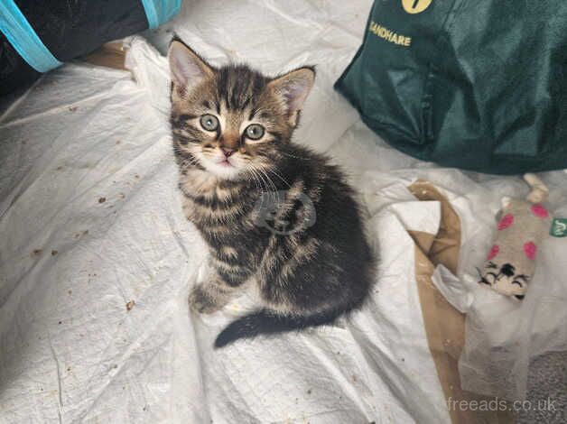 Last bengal kitten looking for forever home for sale in Exmouth, Devon - Image 3