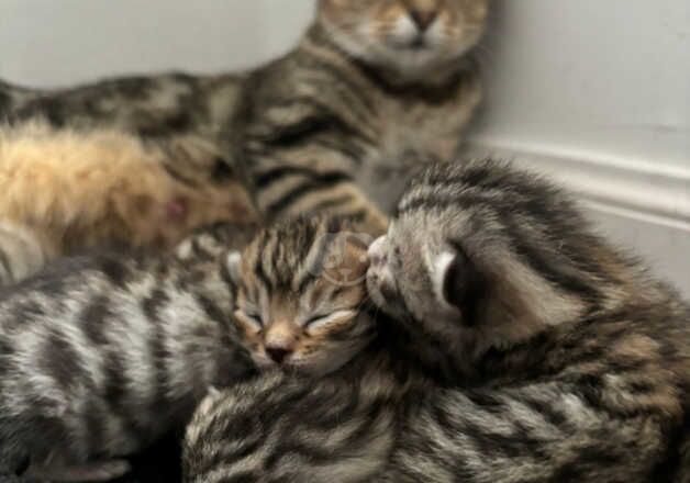 Light coloured Bengal Mix kittens with full Bengal markings - 1 male 3 female. for sale in Glasgow, Glasgow City