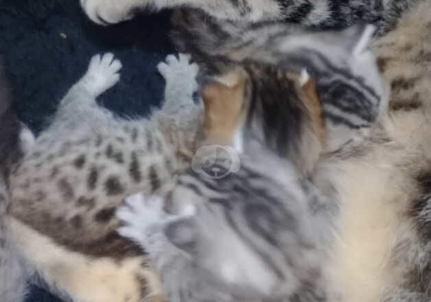 Bengals for sale in Glasgow, Glasgow City