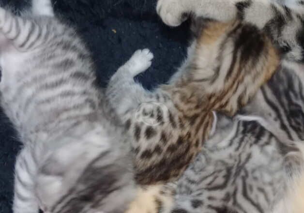 Bengal Kittens for sale in Glasgow City