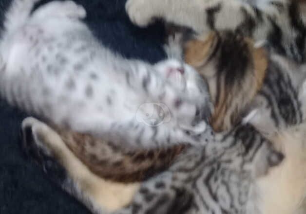 Bengal Kittens for sale