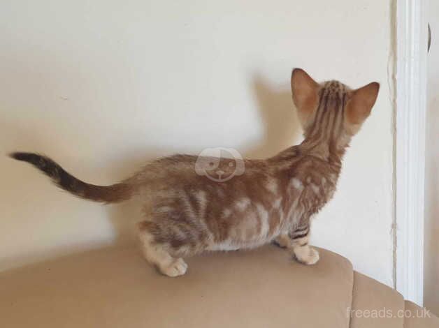 lOVELY COFFEE COLOUR BENGAL GIRL READY NOW for sale in Ammanford/Rhydaman, Carmarthenshire