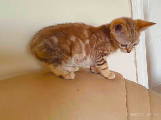 Bengals for sale in Ammanford/Rhydaman, Carmarthenshire