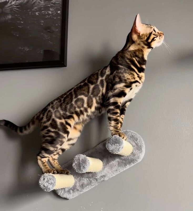 Male Bengal Cat - 10 months for sale in Durham, County Durham