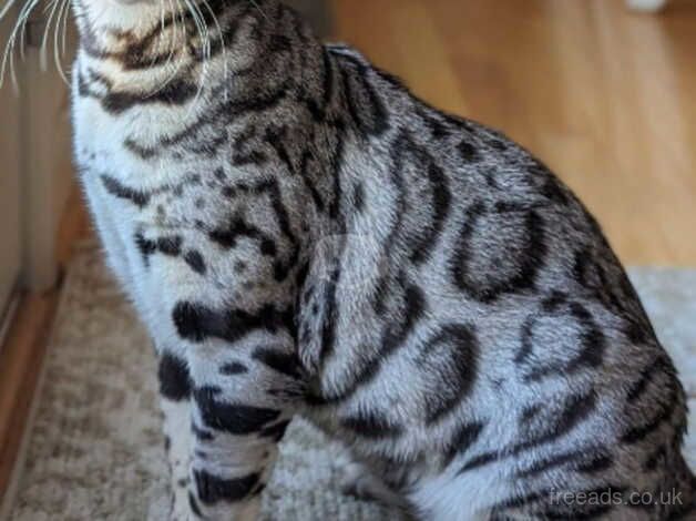 Male Bengal for sale in Camden Town, Camden, Greater London - Image 1