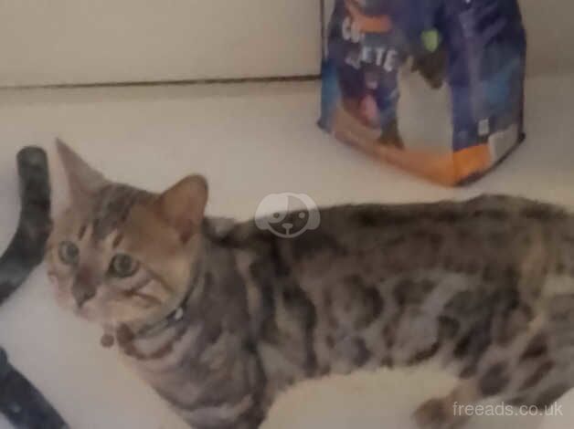 Bengal Kittens for sale in Greater London