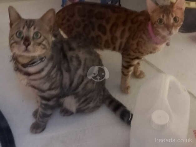 Bengal Kittens for sale